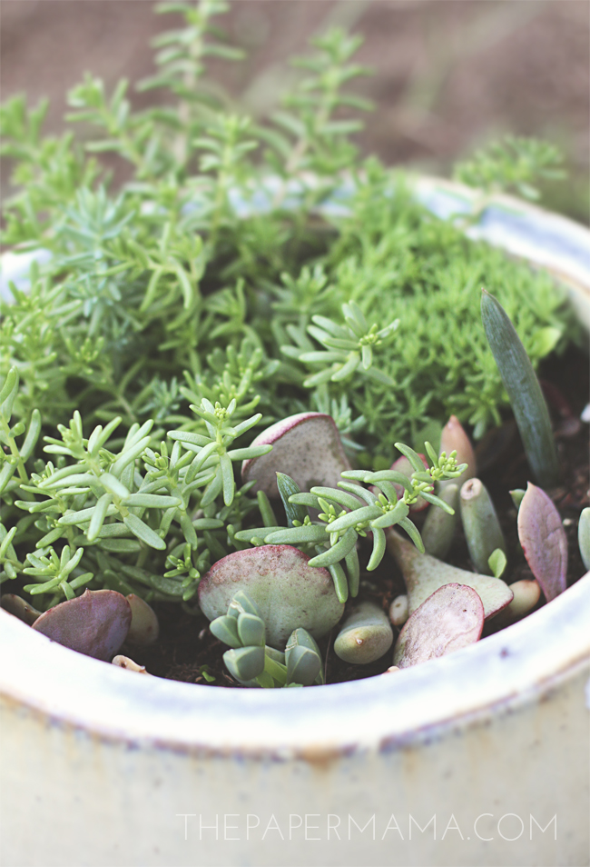 How To Propagate Succulents from Leaves // thepapermama.com