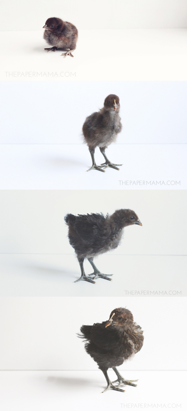 Growing Baby Chicks // thepapermama.com