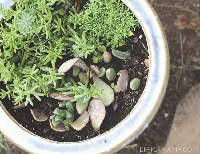 How To Propagate Succulents // thepapermama.com