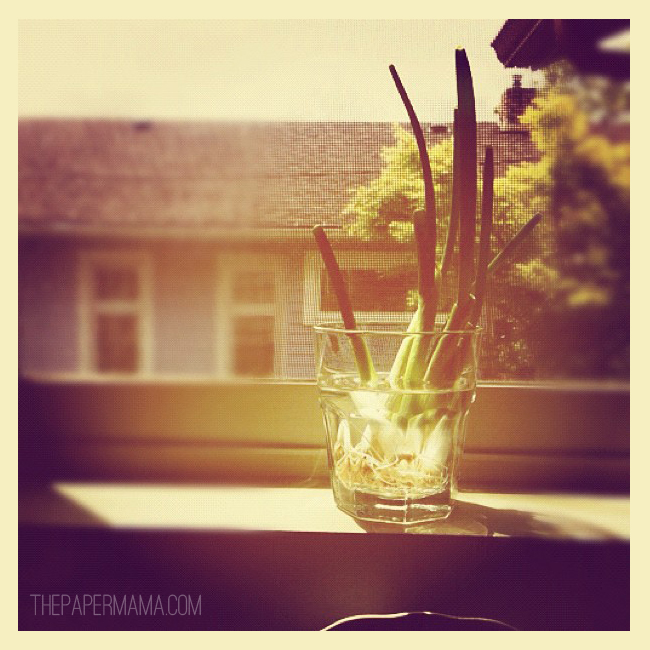 How to Regrow Green Onions // thepapermama.com